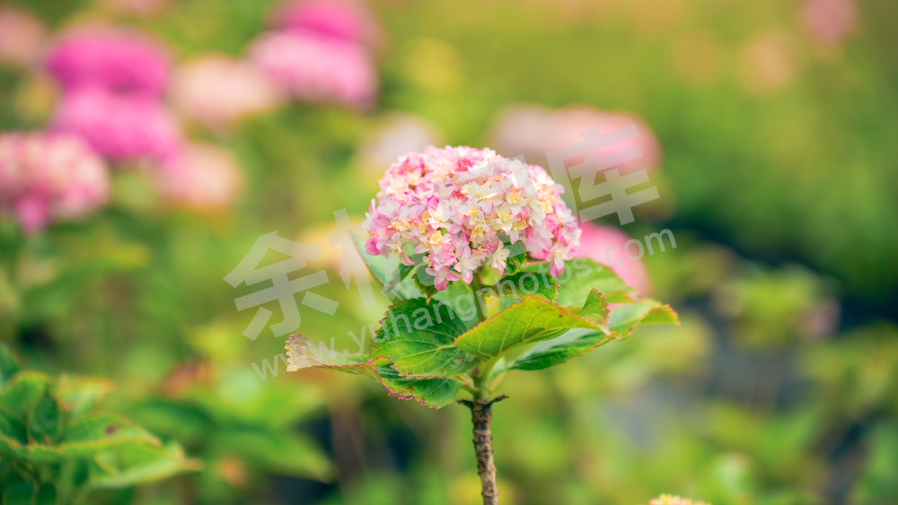绣球花