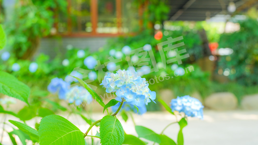 绣球花