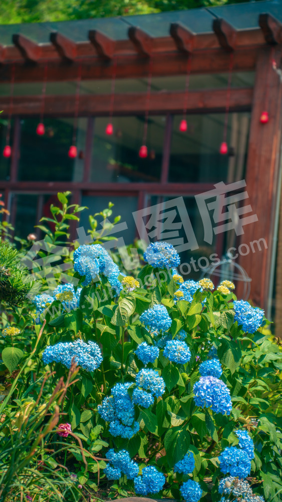 绣球花
