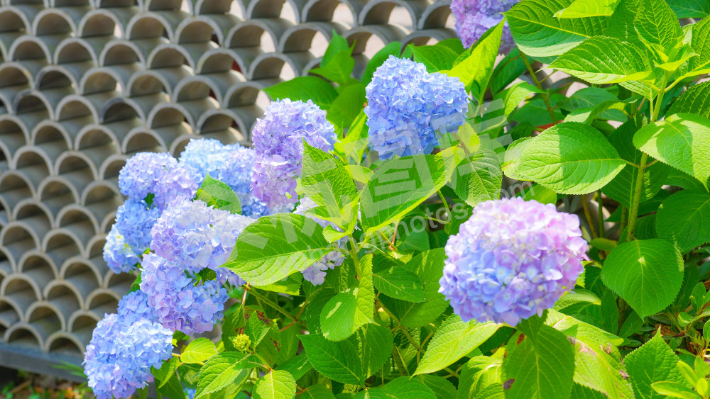 绣球花