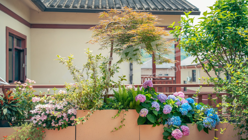 绣球花
