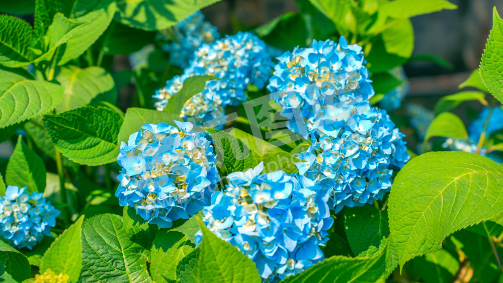 绣球花