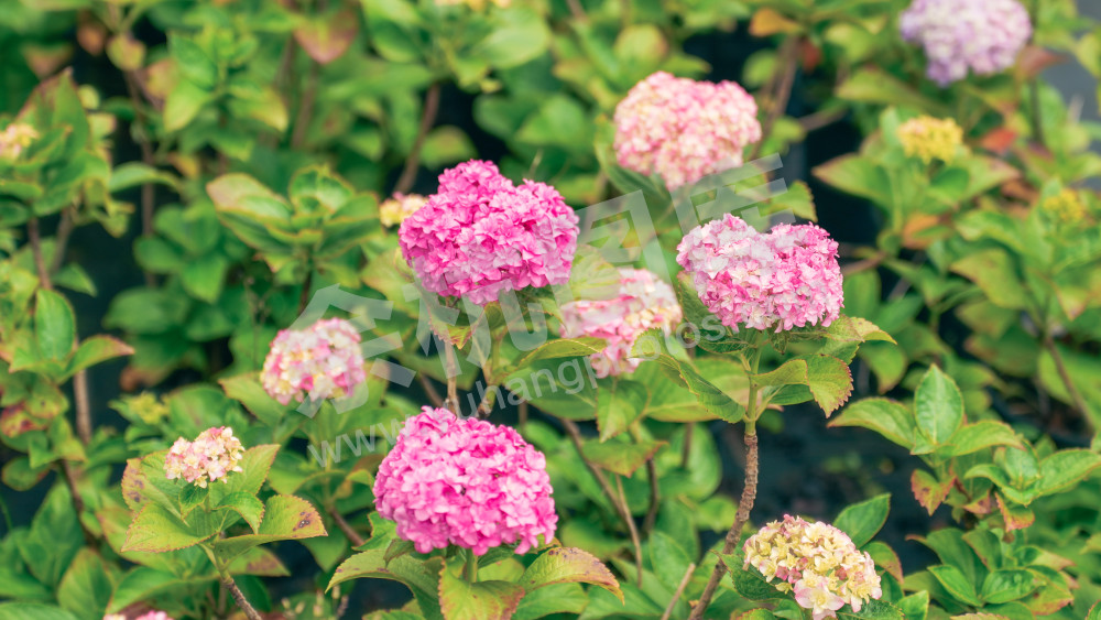绣球花