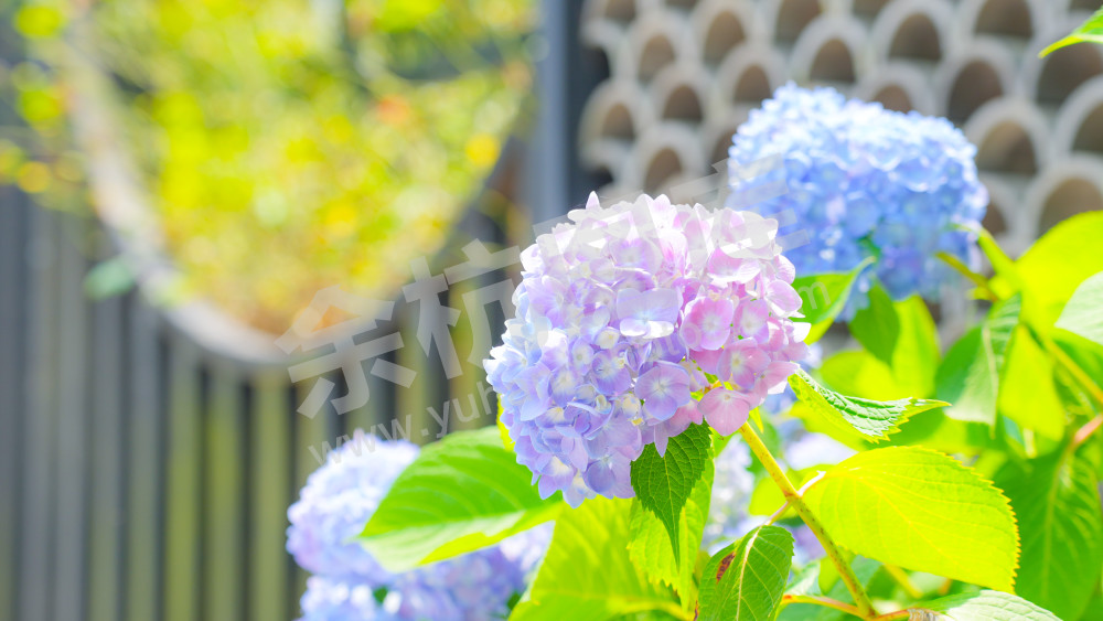 绣球花