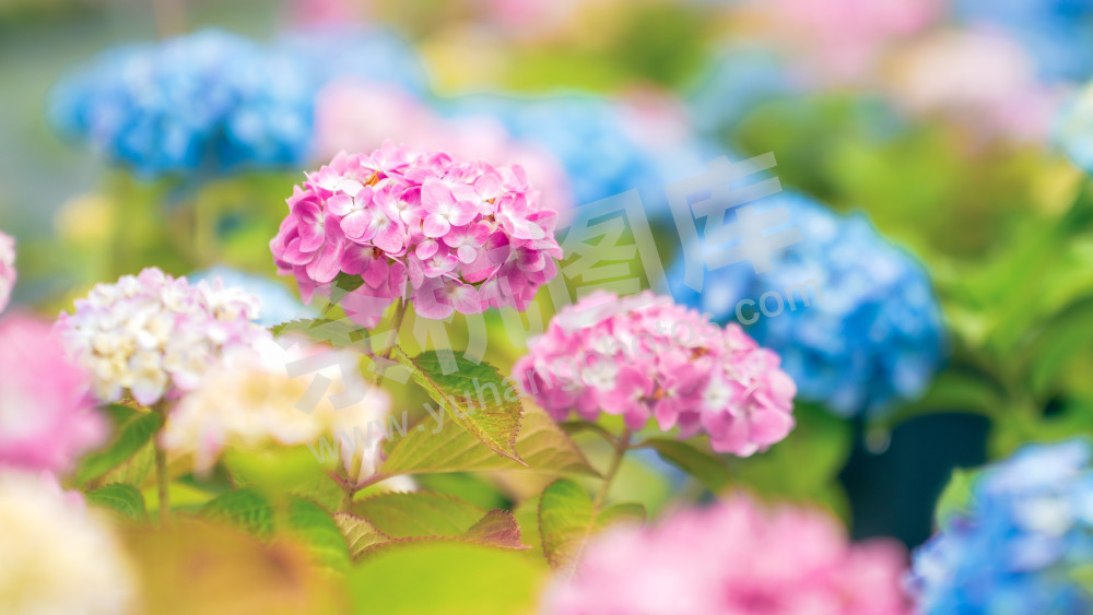 绣球花