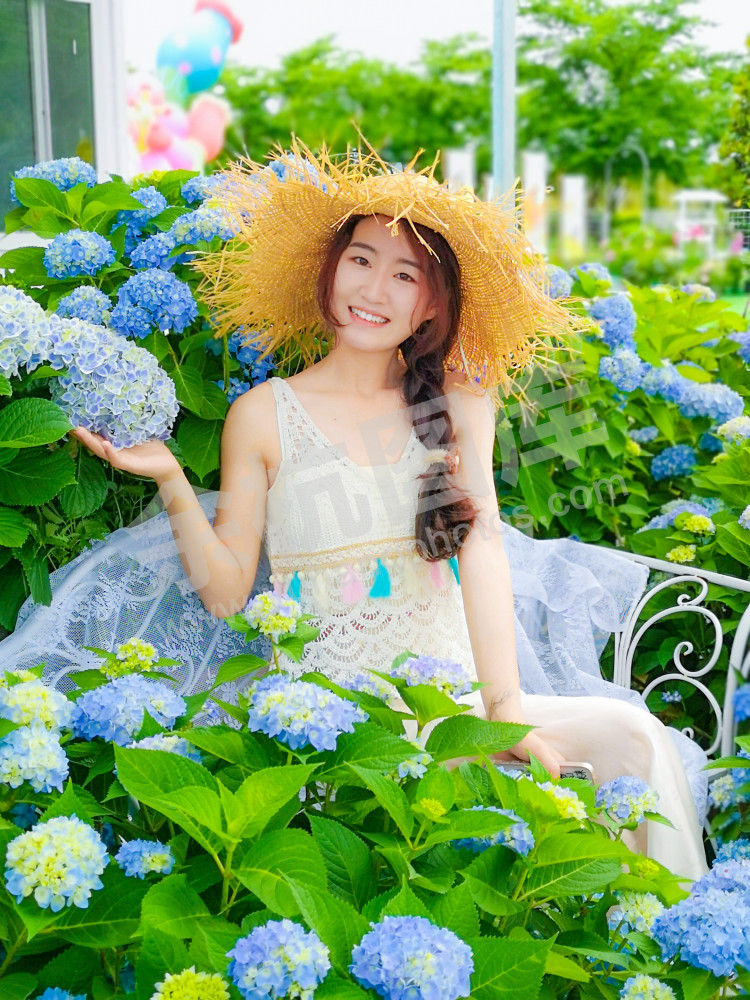 绣球花
