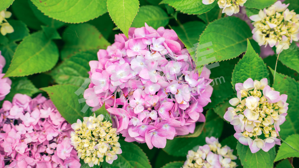 绣球花