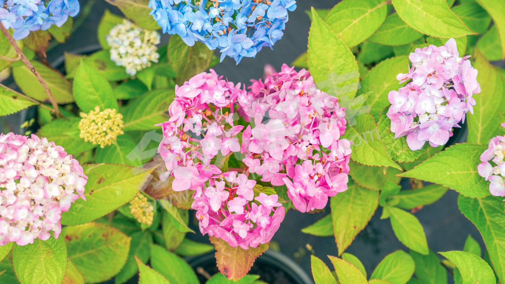 绣球花