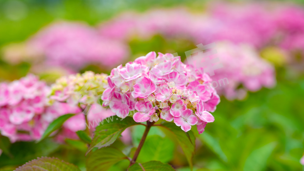 绣球花