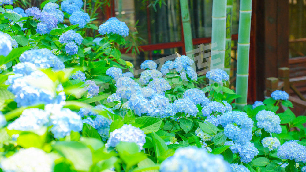绣球花