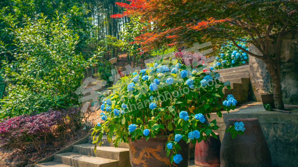 绣球花