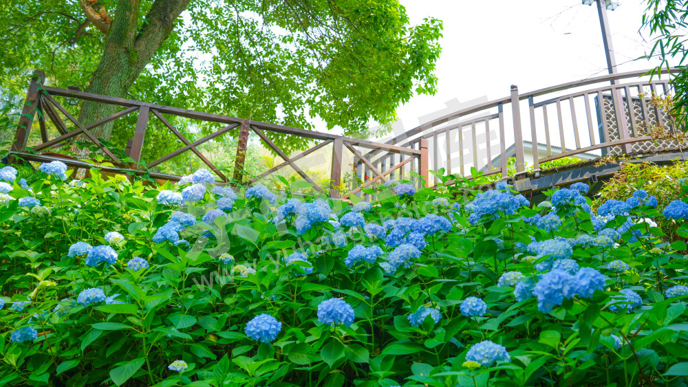 绣球花