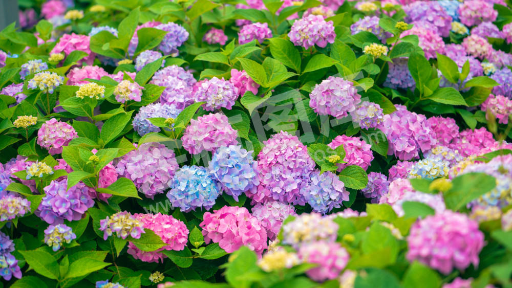 绣球花