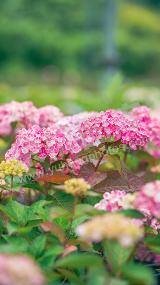 绣球花