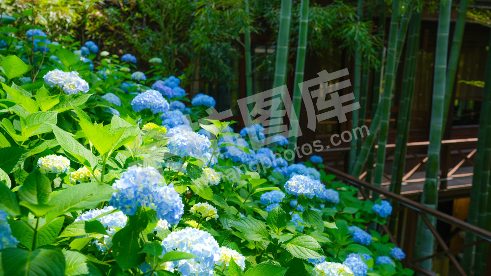 绣球花