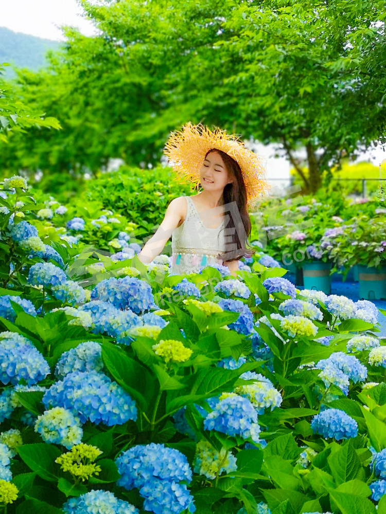 绣球花