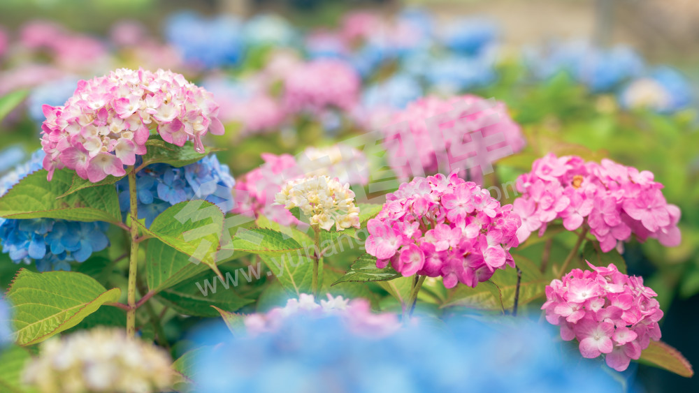 绣球花