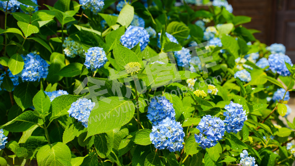 绣球花
