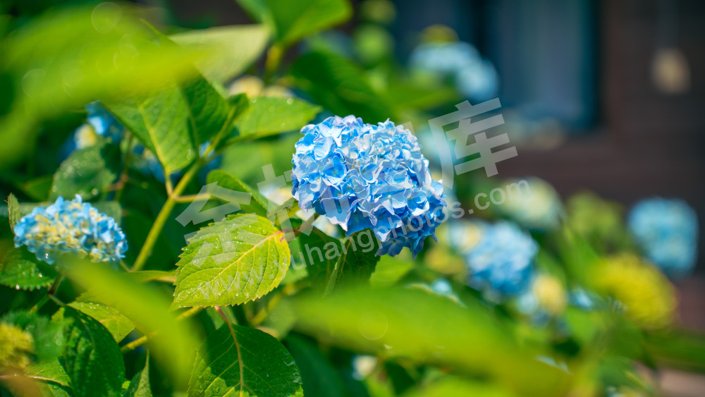 绣球花