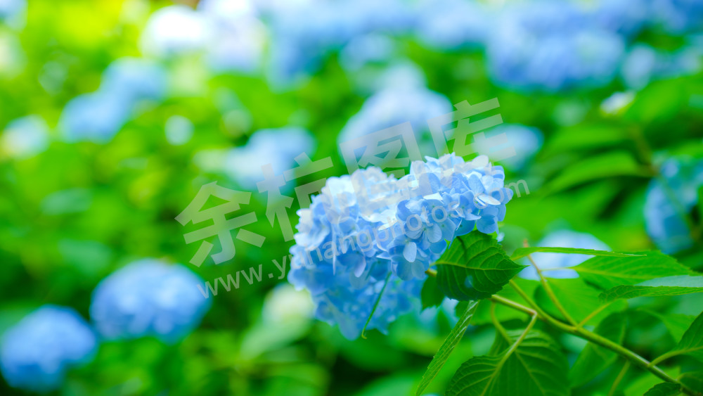 绣球花