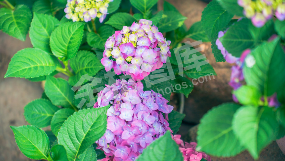 绣球花