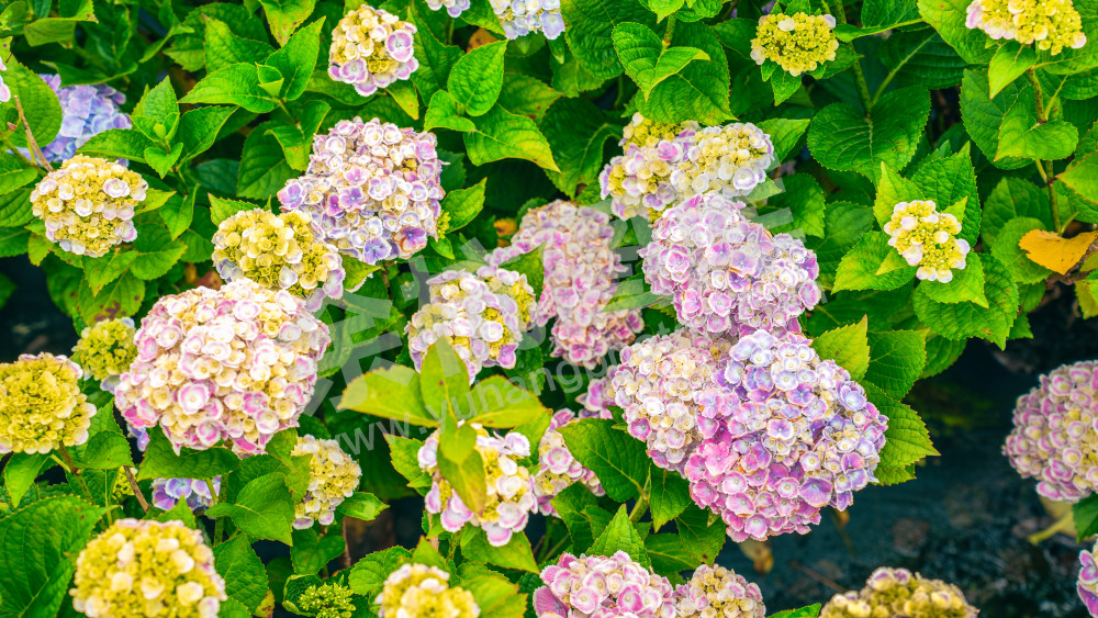 绣球花