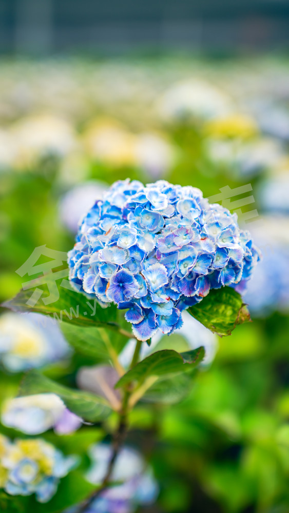绣球花