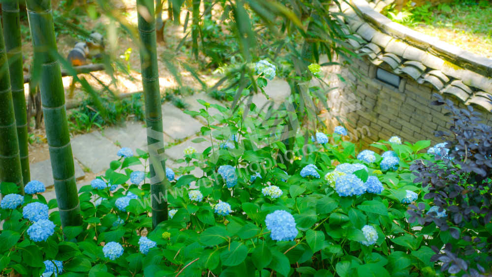 绣球花