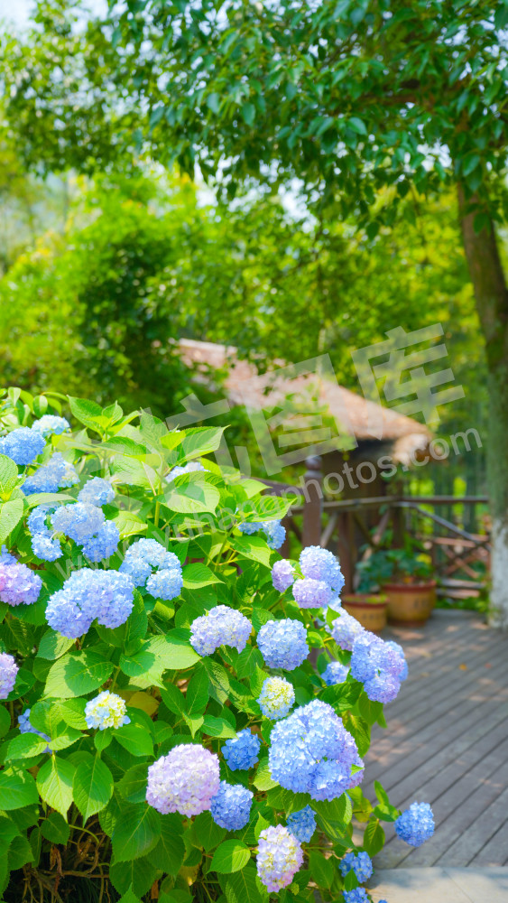 绣球花