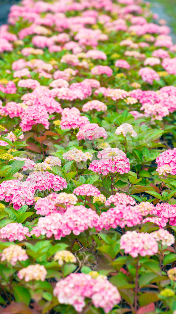 绣球花