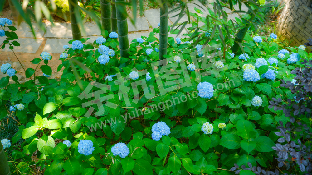 绣球花