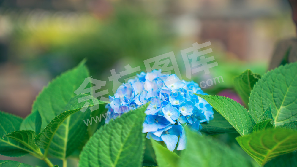 绣球花
