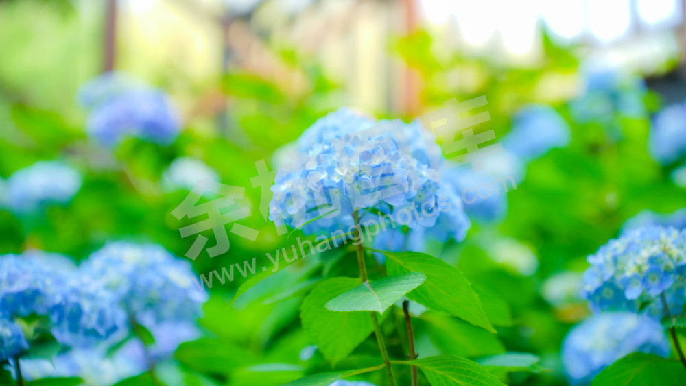 绣球花