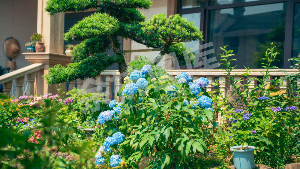 绣球花