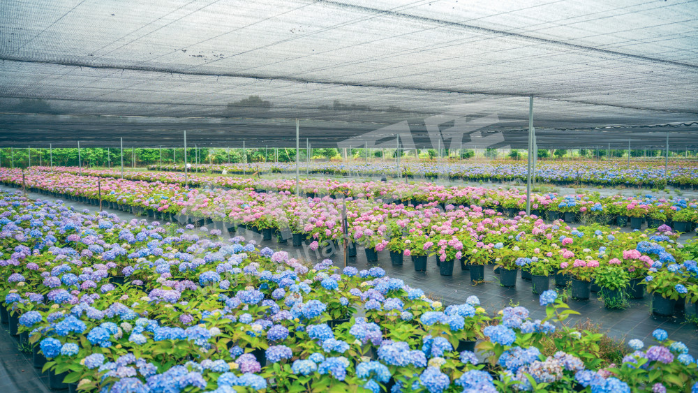 绣球花