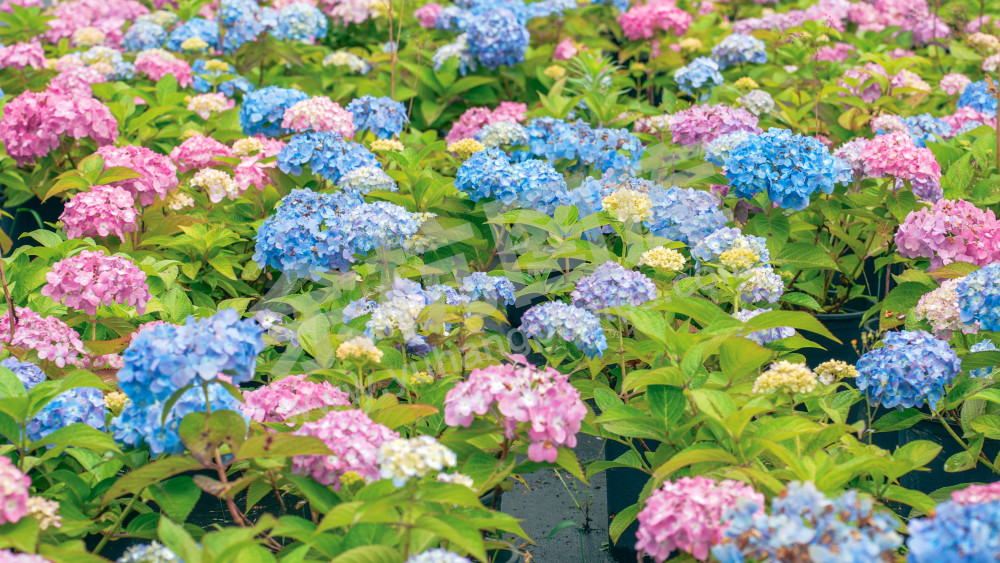 绣球花