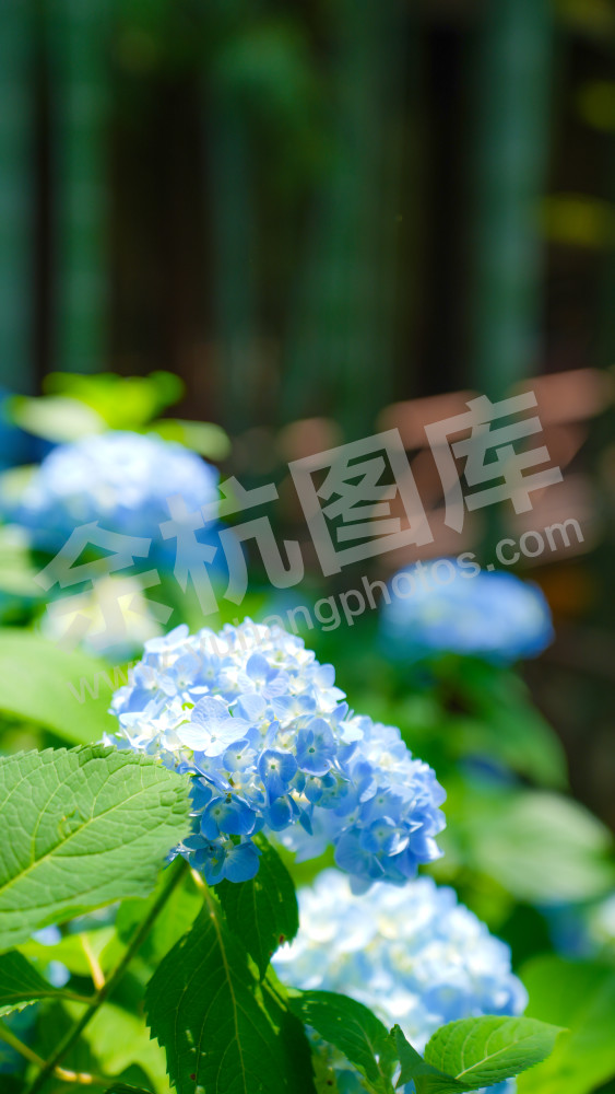 绣球花