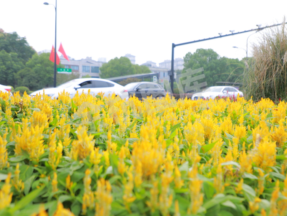 国庆余杭街头