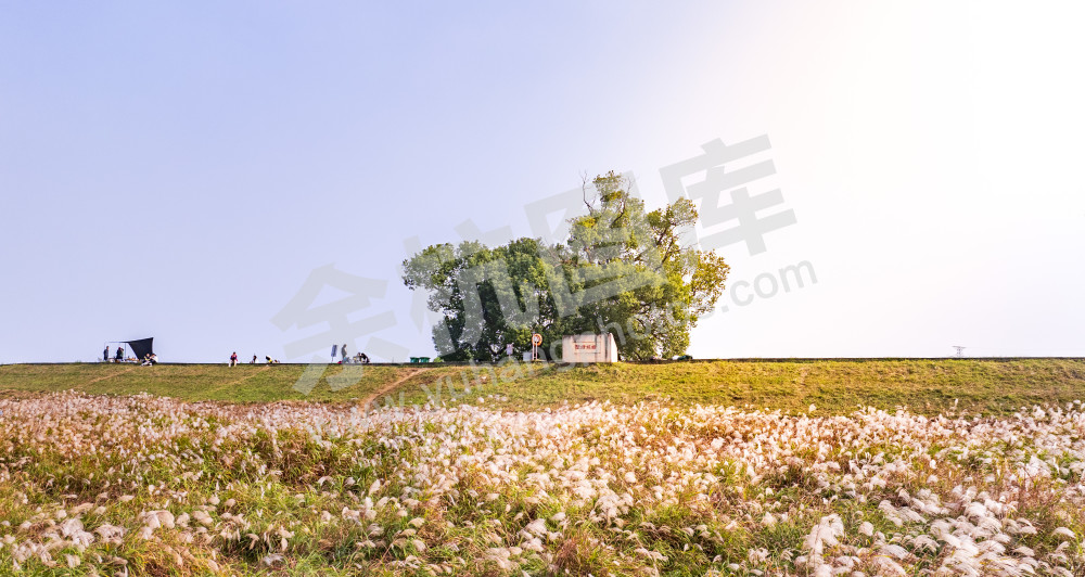 下陡门村网红树