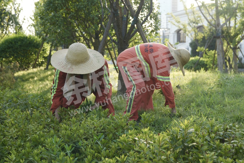 余杭战高温