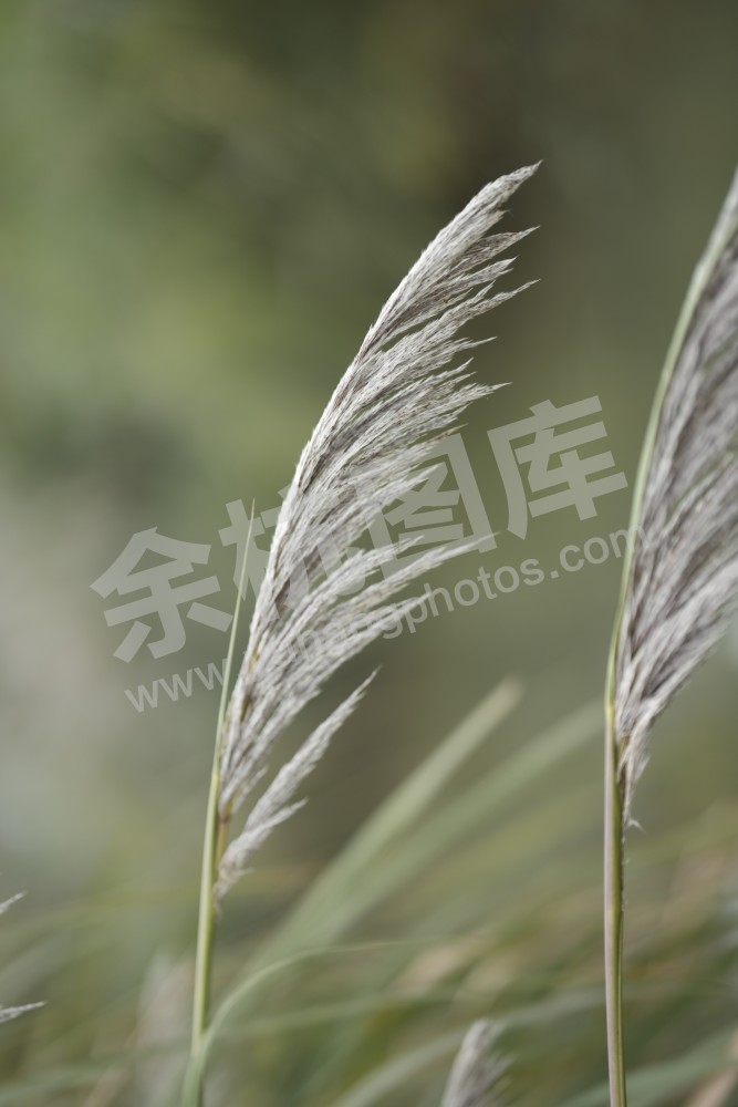 余杭芦苇