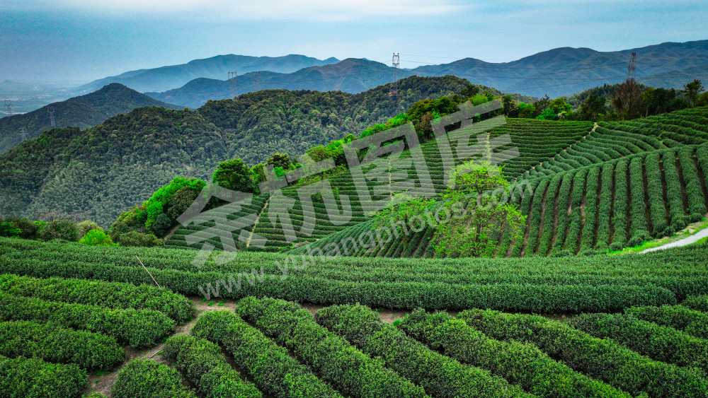 兰花坪茶山