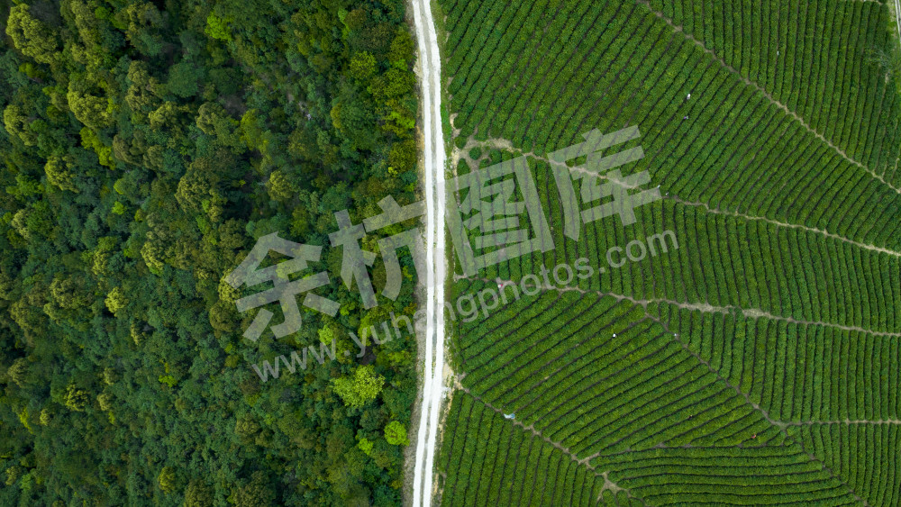 兰花坪茶山