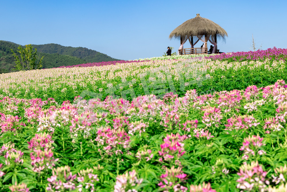 花海