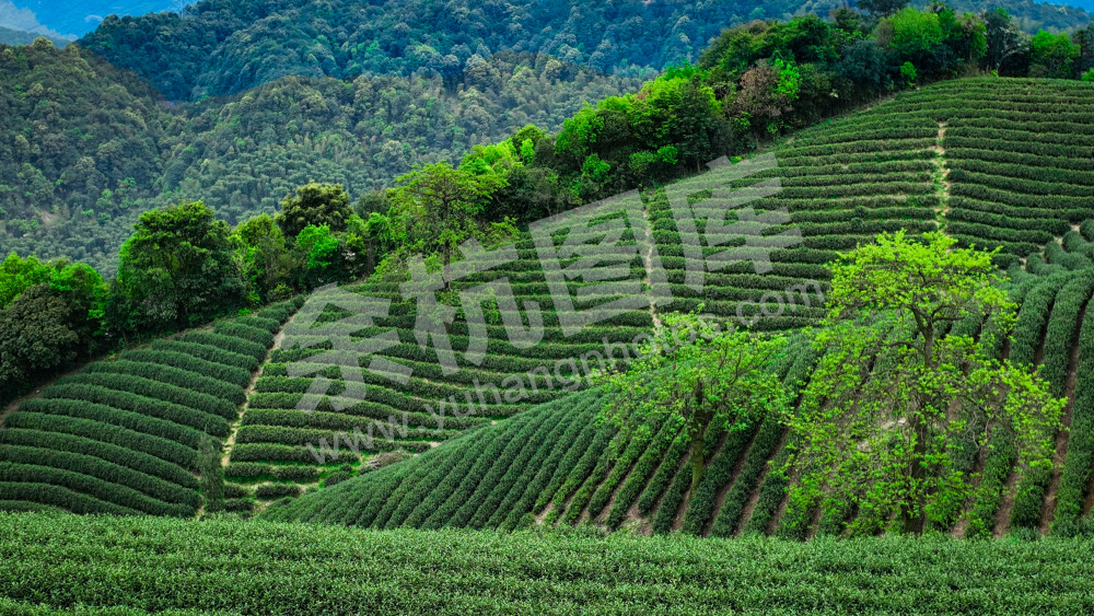 兰花坪茶山