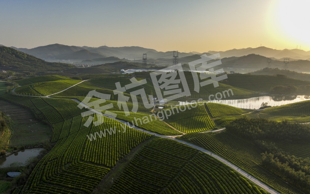 茶园