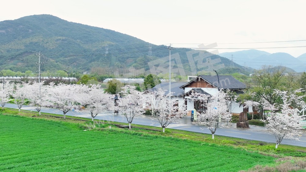 四岭樱花大道 