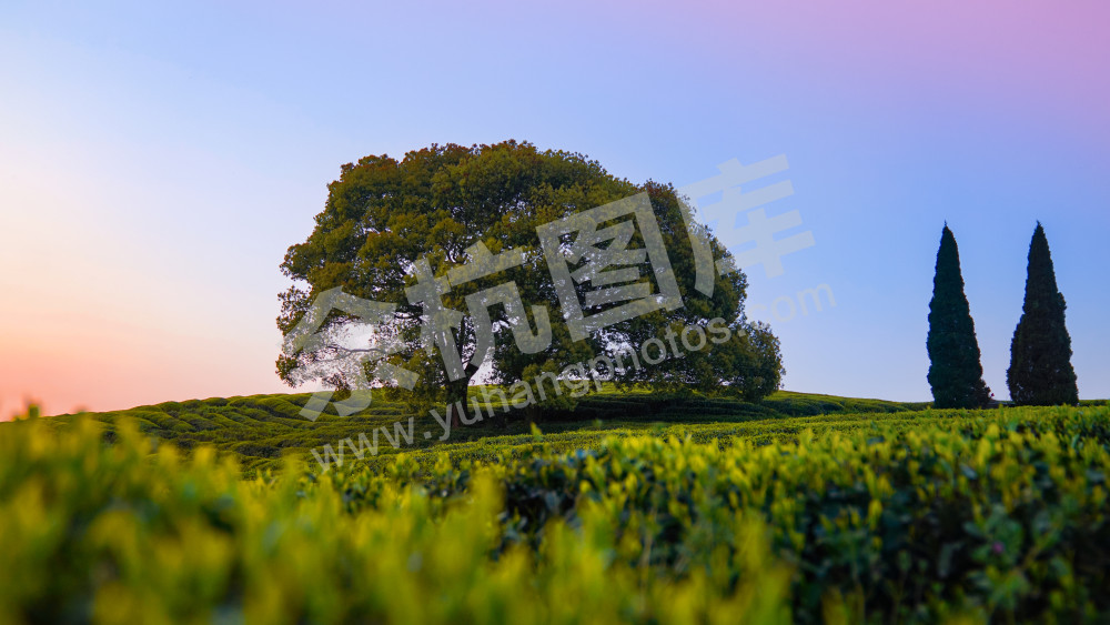 小古城茶山