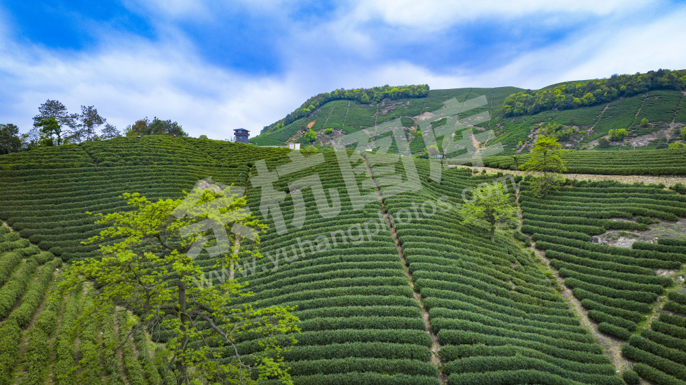 兰花坪茶山