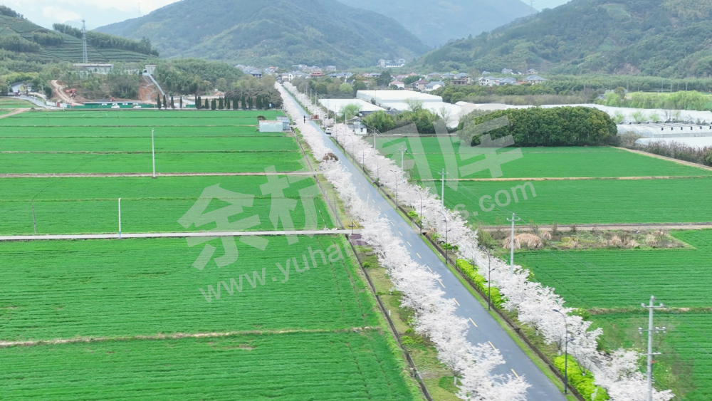 四岭樱花大道